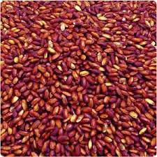 Red yeast rice (RYR) has been shown 