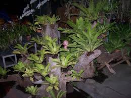 Orchid growing pots of all