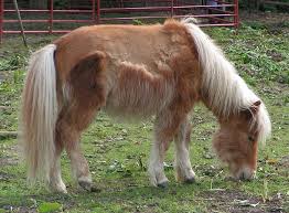 pony