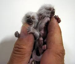 mini marmoset
