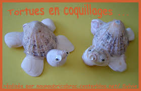 coquillage_tortue.jpg