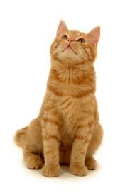 kat.jpg