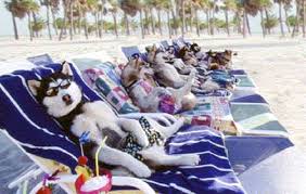 http://tbn3.google.com/images?q=tbn:LnfLmk6KX3v1HM:http://www.supercoolpets.com/pictures/pets_on_the_beach.jpg25.gif
