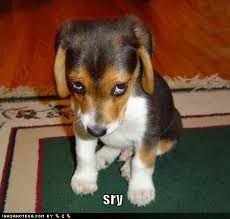 http://tbn3.google.com/images?q=tbn:O-L_l093mvUQ9M:http://ihasahotdog.wordpress.com/files/2008/03/cute-puppy-pictures-sorry-eyes.jpg