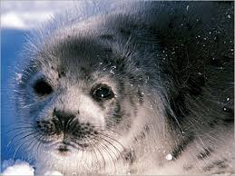 الفقمة Seals-hunting-1