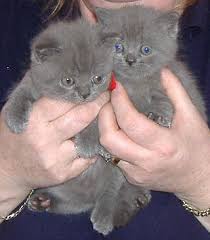 british-short-hair-kittens.jpg