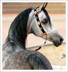 الخيول العربية في البلاد العربية 2050_21224124245