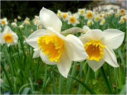 Afficher l'image en taille réelle