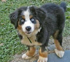 Bernese Mountain Dog