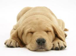labrador puppie Hond van binnenuit verbrand