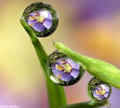 http://tbn3.google.com/images?q=tbn:USyfFB_iorxyZM:http://alqamardesigns.files.wordpress.com/2008/07/flowersdm3007e_468x421.jpg