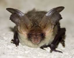 chauve-souris-tete.jpg