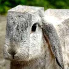 Hare Hare