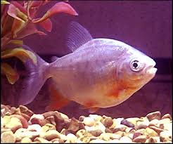 نقره لتكبير أو تصغير الصورة ونقرتين لعرض الصورة في صفحة مستقلة بحجمها الطبيعي