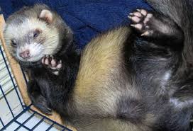 ferret