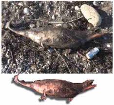 Image and video hosting of MiniNessie