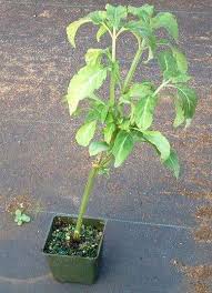 Salvia Divinorum stable potted plant