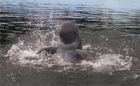 When scared, the Irrawaddy dolphins 