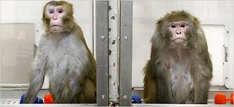 rhesus monkeys on restricted 