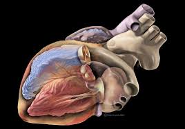 For example, hypertensive heart 