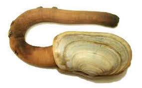GeoDuck Clams (Gooey Ducks)