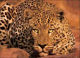 tyson the leopard