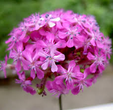 Cicek%2520Resimleri%2520(15).jpg