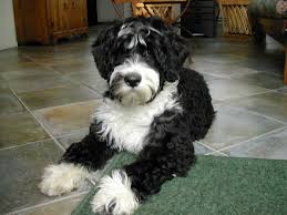 The Portuguese Water Dog