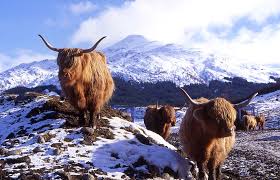 Highland Highland