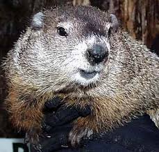 punxsutawney phil punxsutawney phil