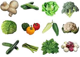 protien diet