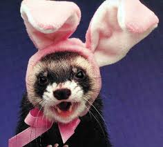 ferret