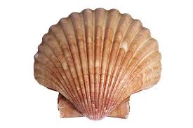 Scallop%20Shell_jpg.jpg