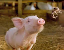 wilbur