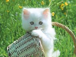 Small cat Private weblog