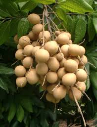 Longan.jpg